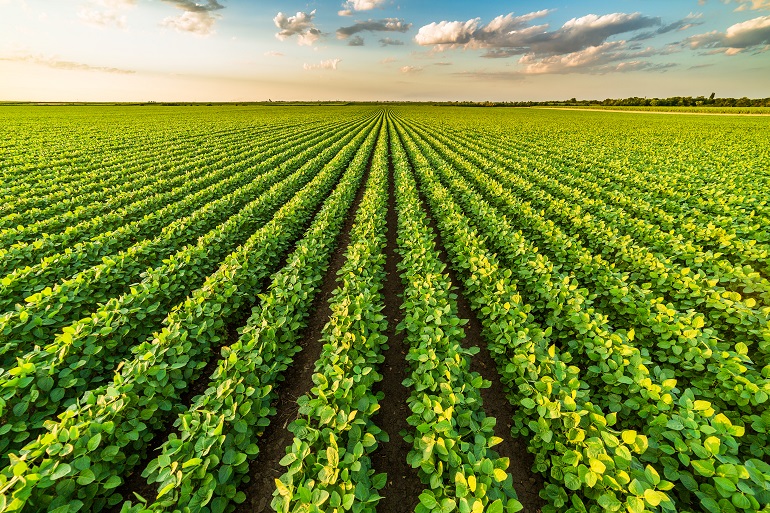 O Que A Agricultura De Monocultura Wikifarmer