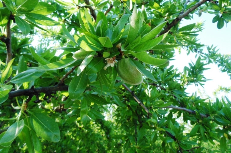 شجرة الموز كم تنتج