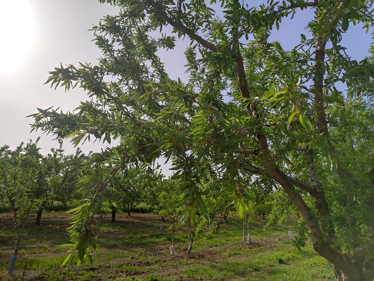 Almond Tree Propagation - Wikifarmer