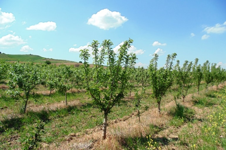 كيفية رى أشجار التفاح Wikifarmer