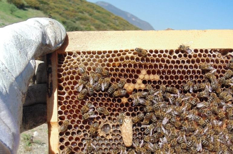 Beekeeping for Beginners