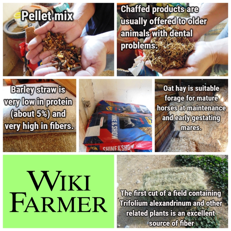 How to feed Horses Wikifarmer