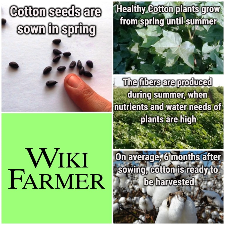 The Story of Cotton: How Cotton is Grown, Processed, and Used
