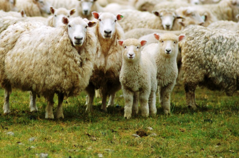 how much money do sheep farmers make