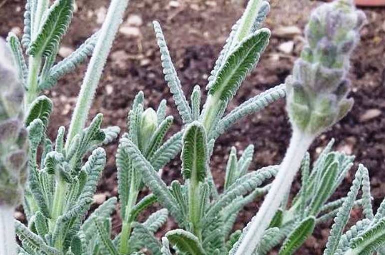 Watering Lavender