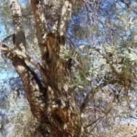 امراض شجرة الزيتون