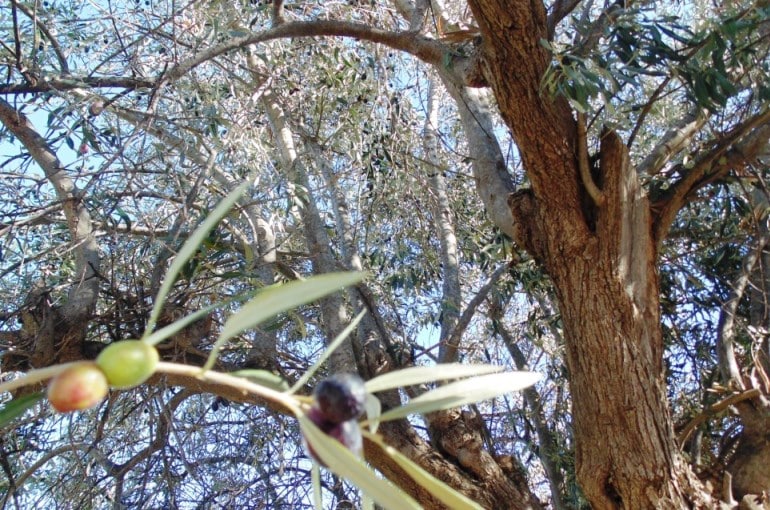 Olive Tree Pollination Chart
