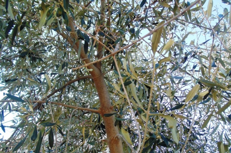 Olive Tree Pruning Wikifarmer