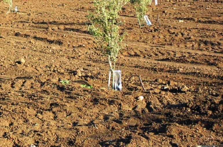 Olive Tree (Olea europaea): How to Grow and Care with Success