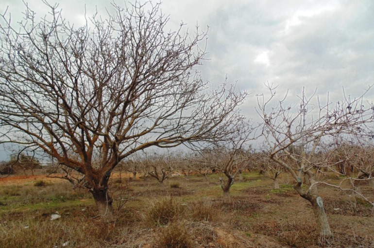 زرع شجرة الفستق عدد أشجار الفستق لكل هكتار وفدان Wikifarmer