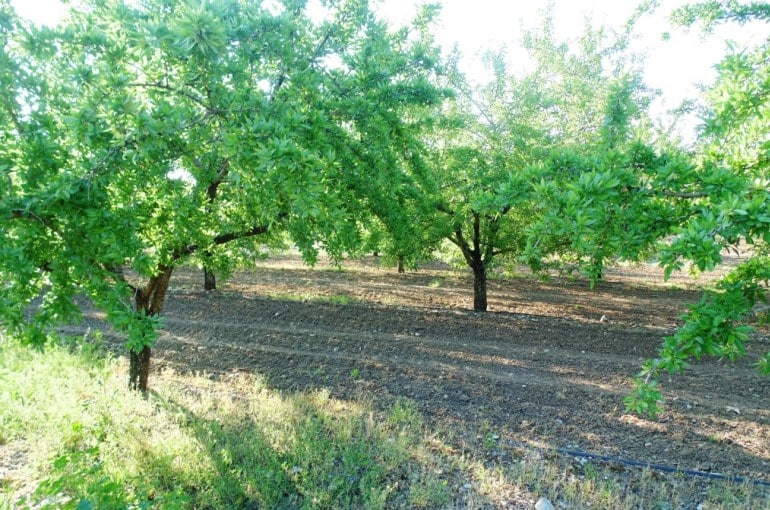 زراعة أشجار اللوز Wikifarmer