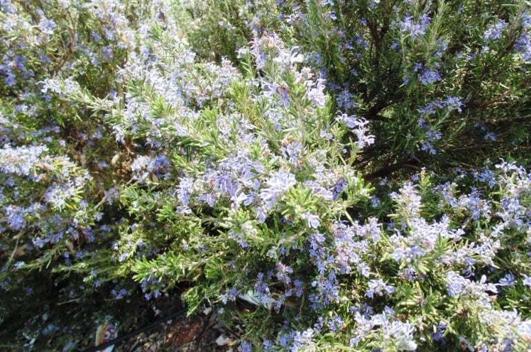 Rosemary Growing Conditions Wikifarmer
