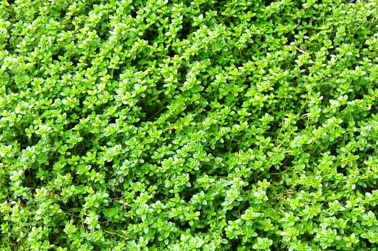 About Thyme: Growing, Harvesting, and Drying Thyme