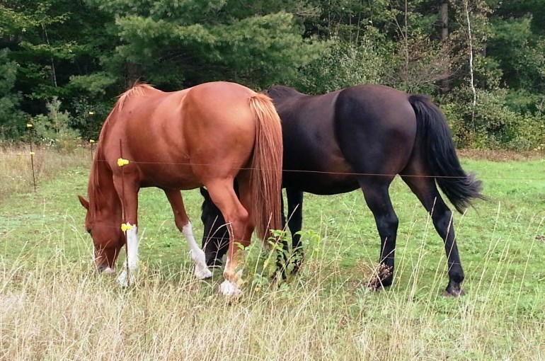 Você sabia que existem plantas que são tóxicas para os cavalos?