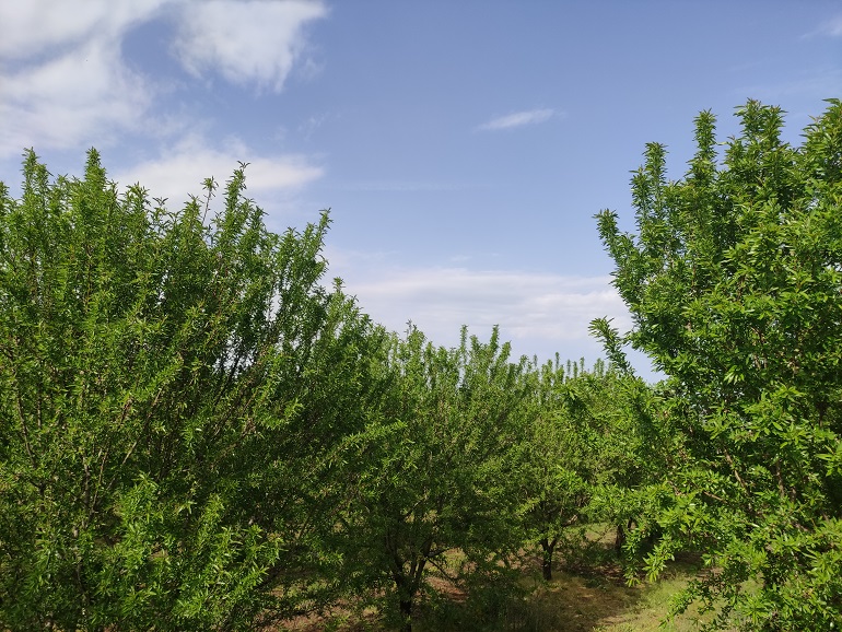 Pragas, doenças e distúrbios fisiológicos do damasco - Wikifarmer