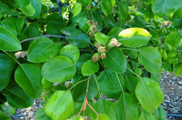 Pragas, doenças e distúrbios fisiológicos do damasco - Wikifarmer