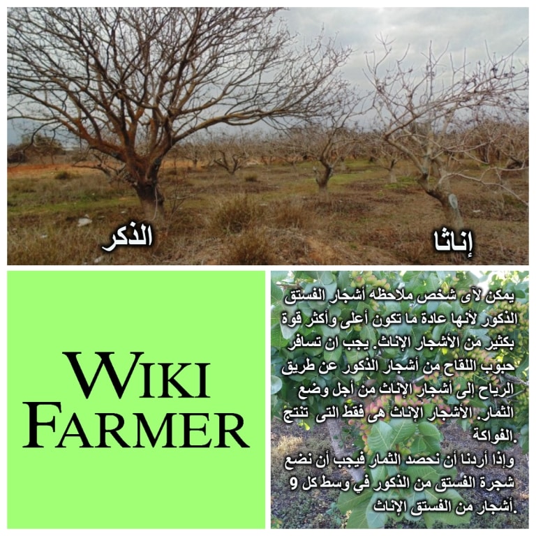 معلومات عن شجرة الفستق Wikifarmer