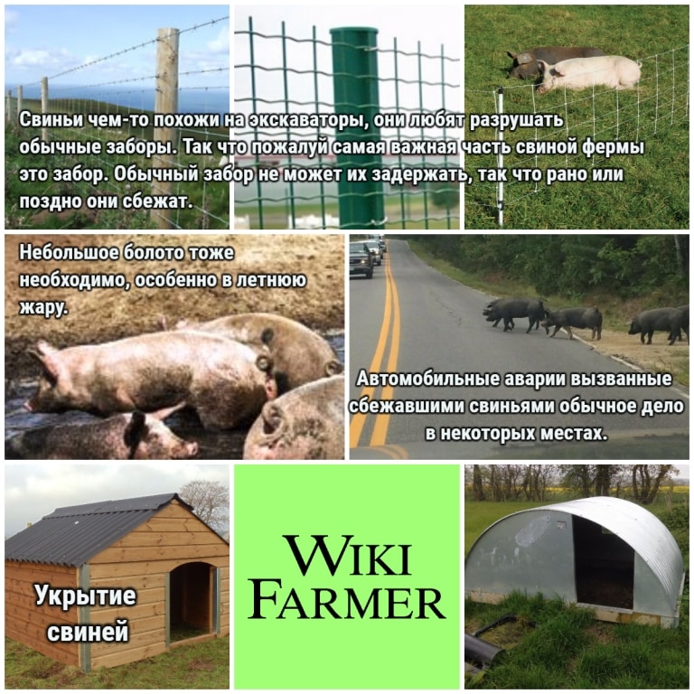 Содержание свиней – Создание свиной фермы - Wikifarmer