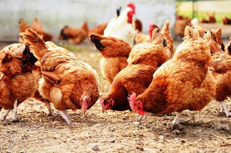 Alimentación de los pollos - ¿Qué comen los pollos? - Wikifarmer