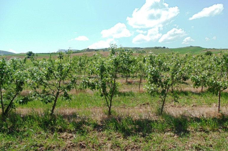 Cultivo de manzanos como negocio - Wikifarmer