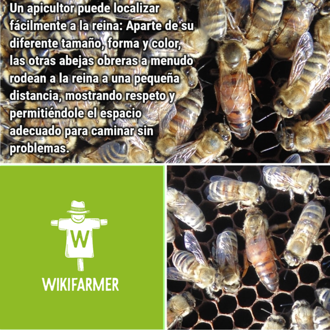 Las abejas trabajan en equipo con organización y comunicación