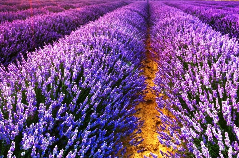 Inicio de una granja de lavanda - Cultivo profesional de lavanda -  Wikifarmer