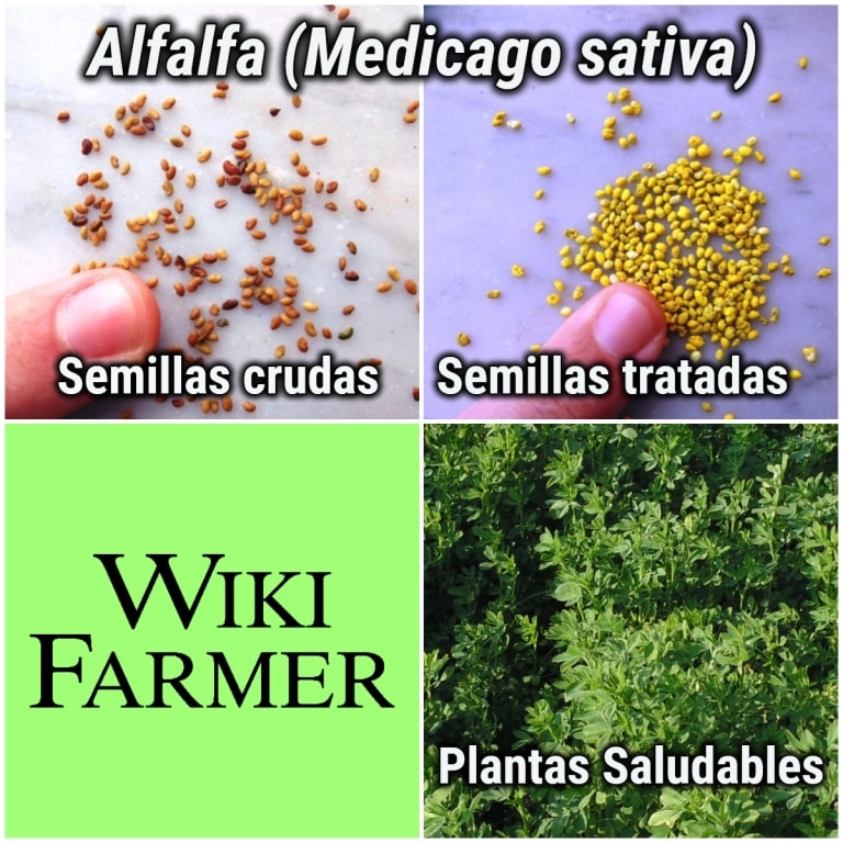 Cultivo de Lavanda – Tasa de Siembra – Número de Plantas por Hectárea -  Wikifarmer