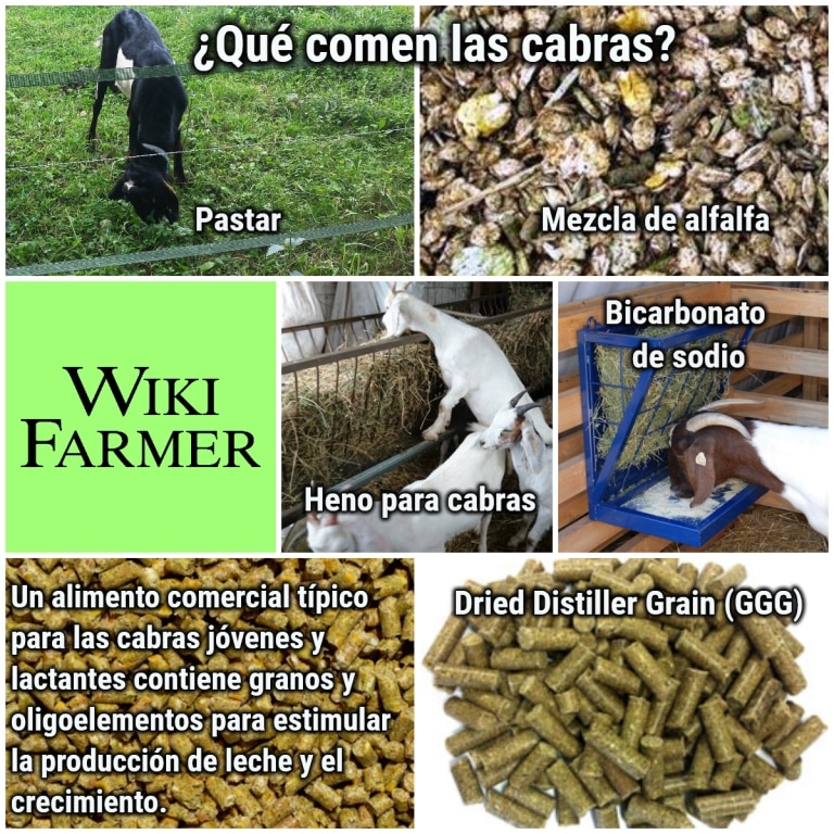 sitio Referéndum Franco Qué comen las cabras? - Cómo Alimentar las Cabras - Wikifarmer