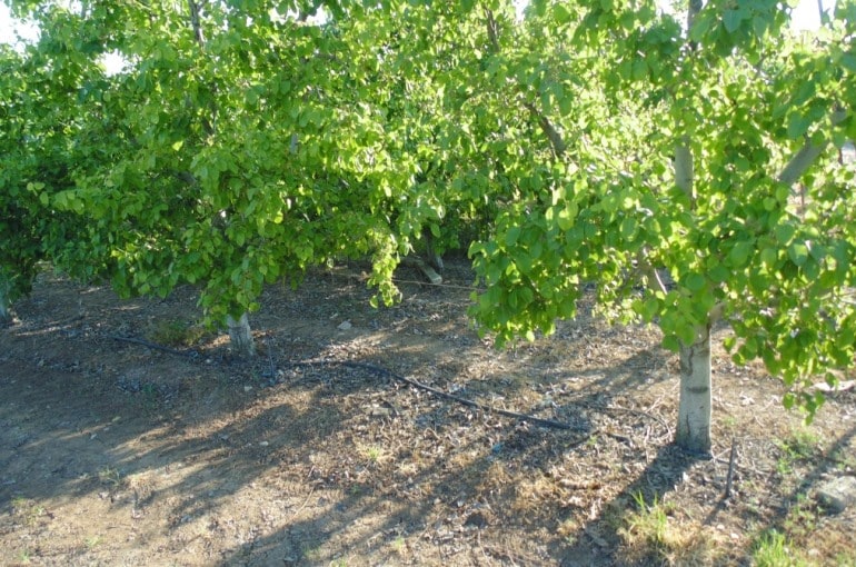 Requisitos y Preparación del Suelo para el Cultivo del Peral - Wikifarmer