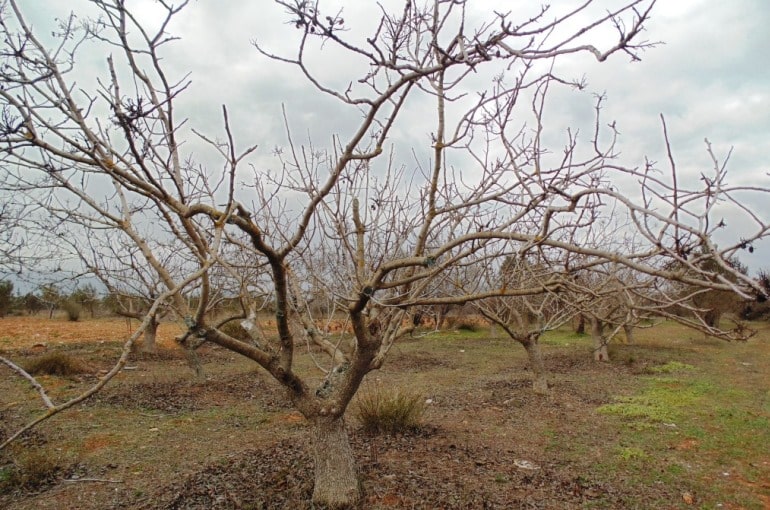 Condiciones de Crecimiento del Pistacho - Clima para la plantación del  pistacho - Wikifarmer