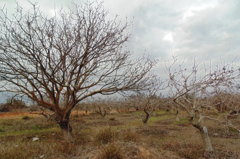 Plantacion de pistachos - Wikifarmer