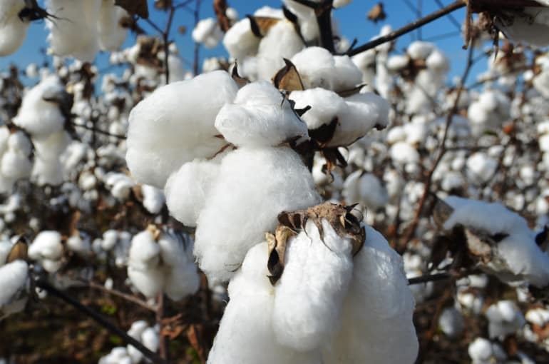 Récolter le coton et rendement du coton par hectare - Wikifarmer