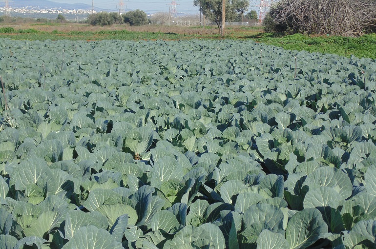 Cabbage Plant Info & Uses - Wikifarmer