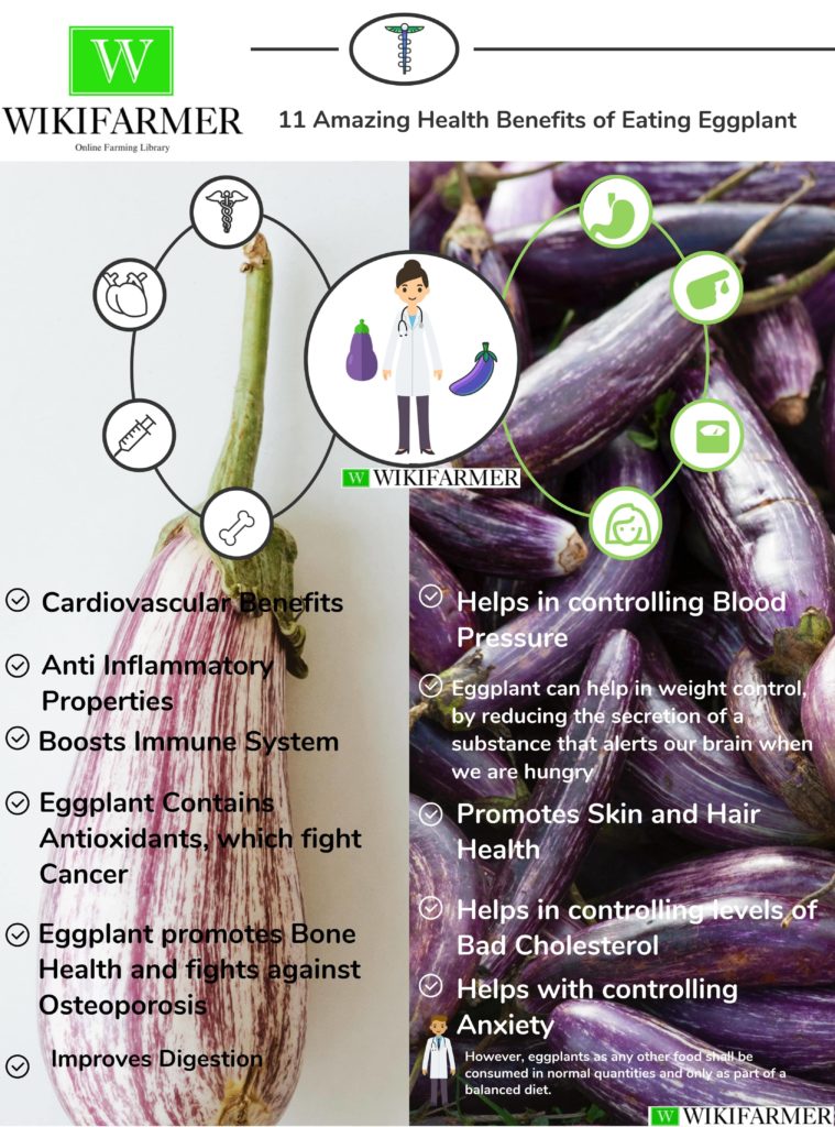 11 Amazing Health Benefits of Eating Eggplant - Wikifarmer