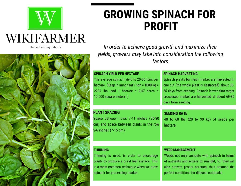 spinach farming business plan pdf