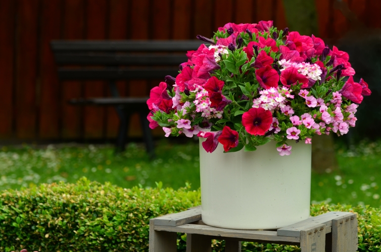 How to Grow Petunias at Home Care of Petunias Wikifarmer