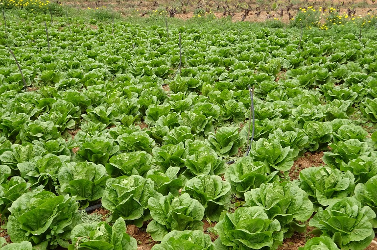 how-far-apart-do-you-plant-lettuce-grower-today