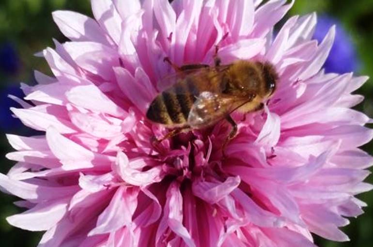 Khám phá ong mật ăn gì và tác dụng tuyệt vời cho sức khỏe