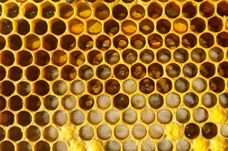 Mật ong làm từ gì?