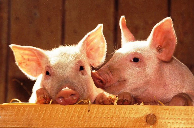 Thuốc tẩy giun lợn có hiệu quả trong bao lâu?
