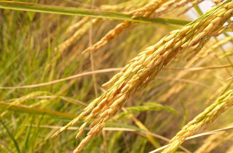 cosecha de arroz