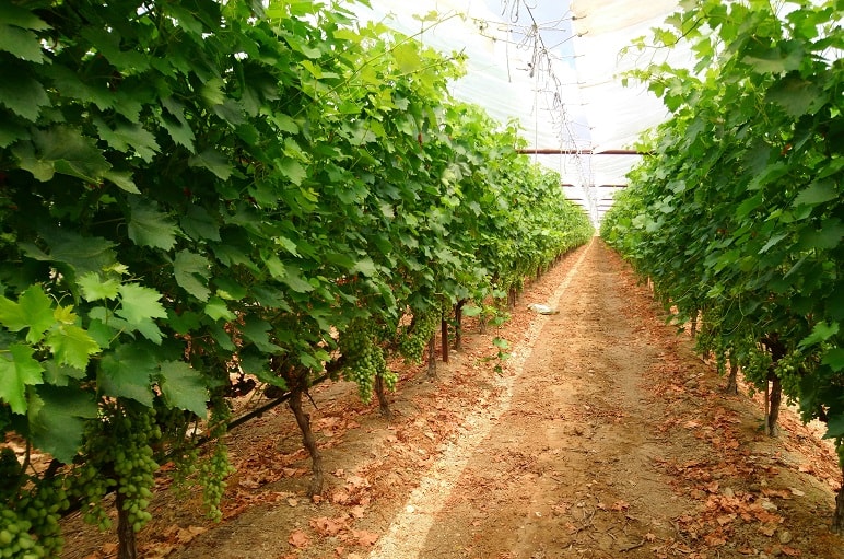 كيفية زراعة العنب بكميات من أجل الربح دليل مزارع العنب التجارية