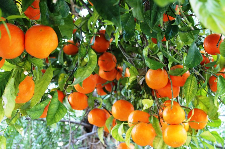 اطلاعات درخت پرتقال - ویکی کشاورز