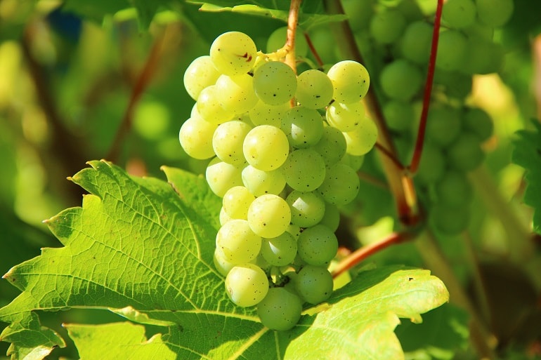 Ключевые факты о винограде - Wikifarmer