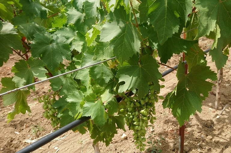 Сбор винограда: как и когда нужно собирать урожай - Wikifarmer