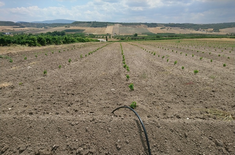Требования к почве и подготовка к выращиванию винограда - Wikifarmer