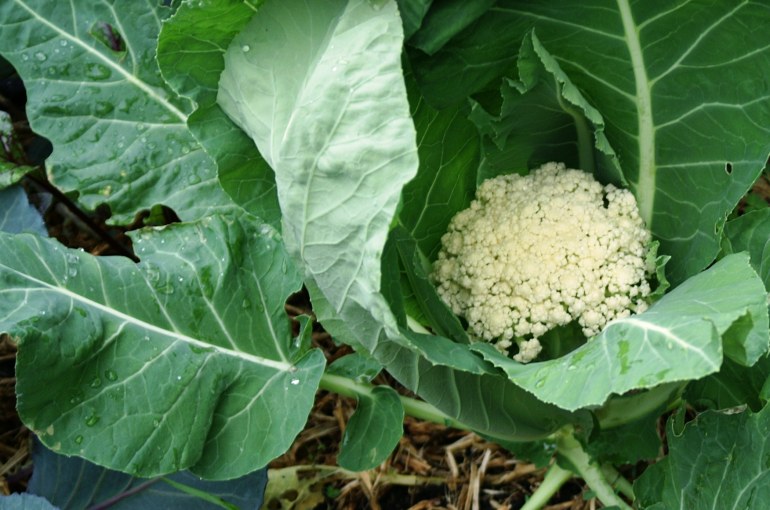 Cauliflower Health Benefits and Nutritional Value Wikifarmer