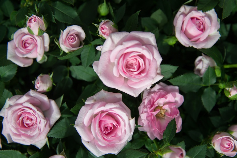 Осенний уход за розой: 10 важных правил