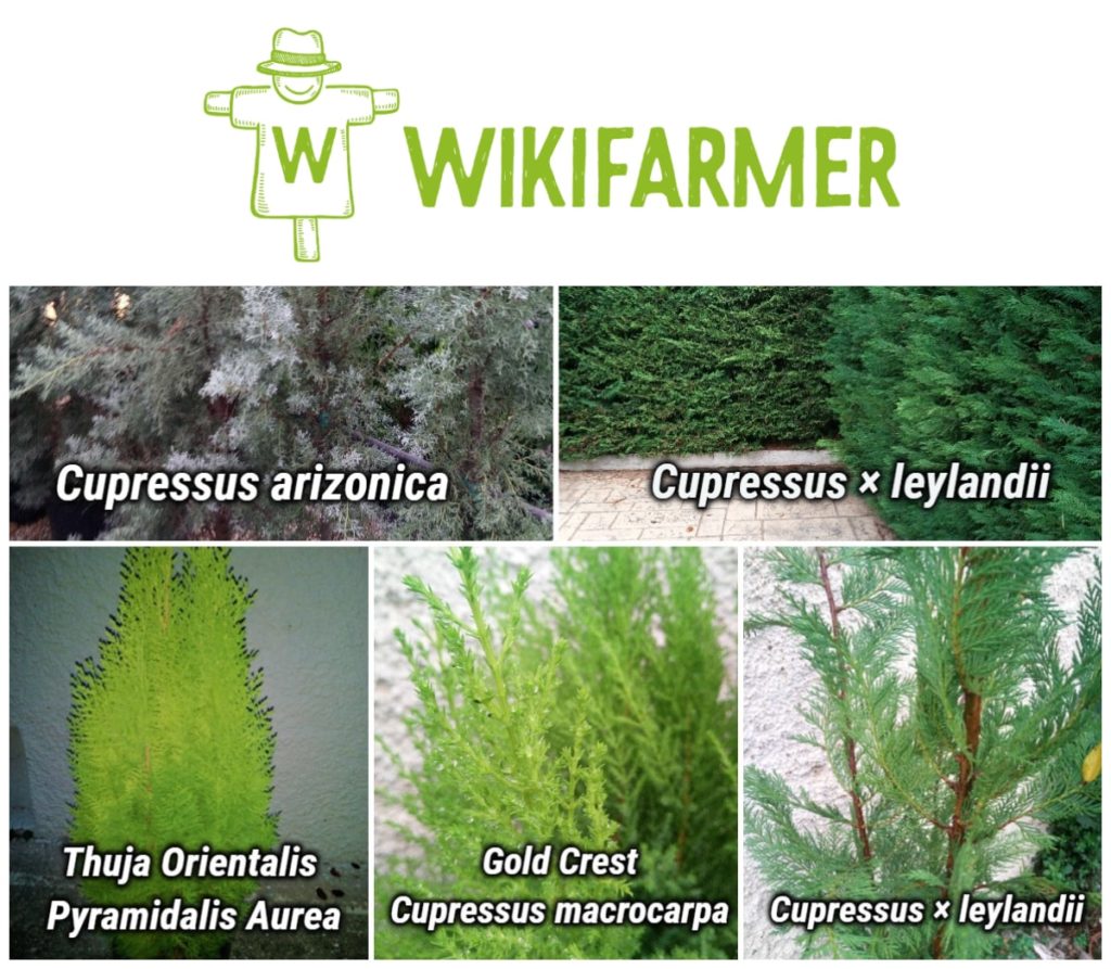 Tipos de pinos y sus cuidados - tipos de coníferas - Wikifarmer