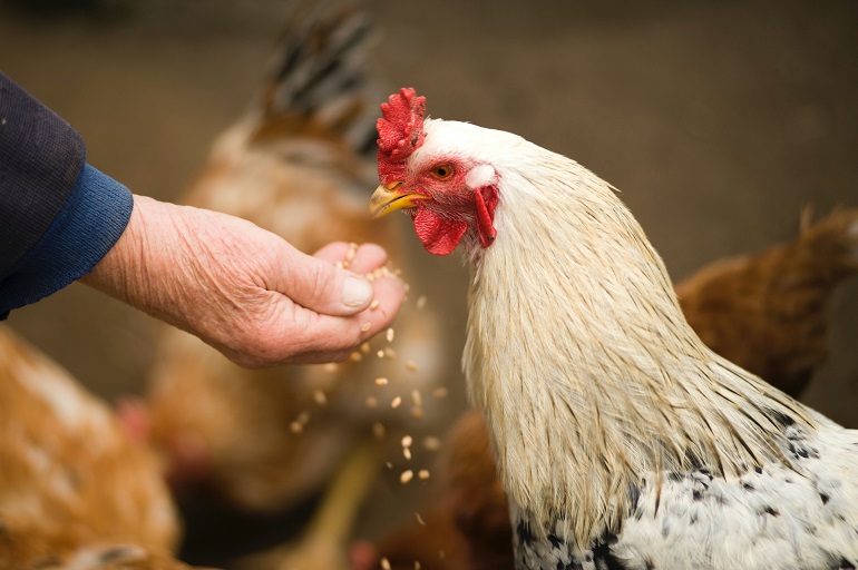 hangen Chinese kool Complex Hoe fok je kippen? - Hoe worden kippen gefokt? - Wikifarmer